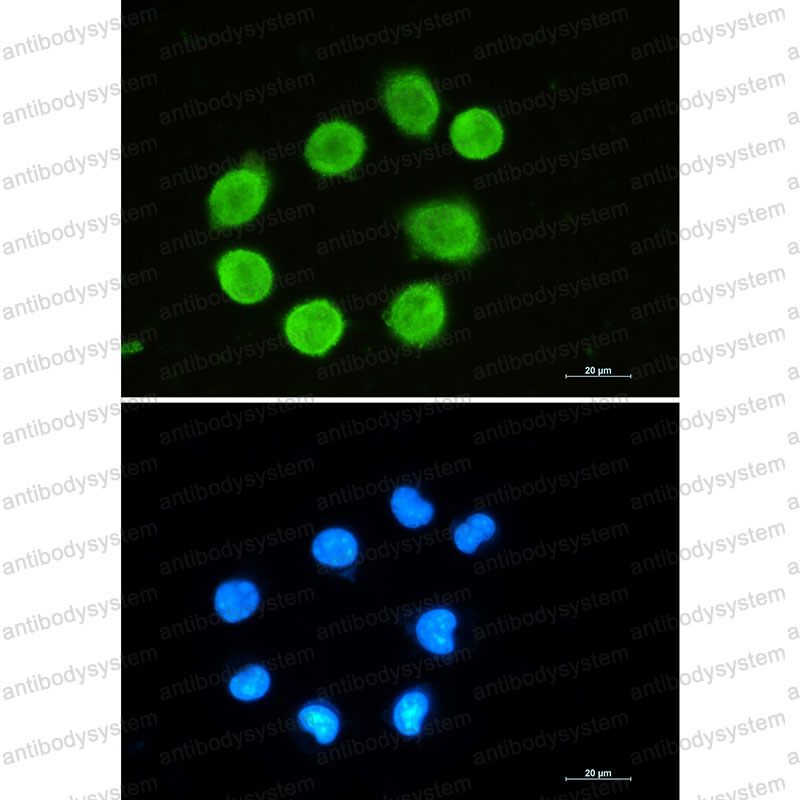 Anti-GAP43 Antibody (R1Q52)