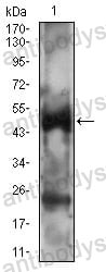 Western blot for Anti-PTPN1 Antibody (R3E95) ?>