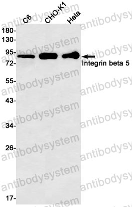 Anti-ITGB5 Antibody (R1Q79)