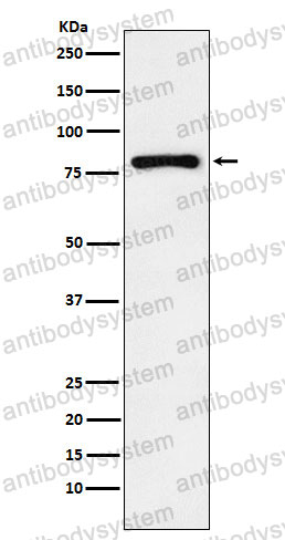 Anti-EGR1 Antibody (R1Q80)