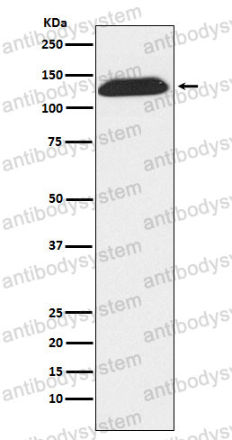 Anti-LIG1 Antibody (R1Q99)