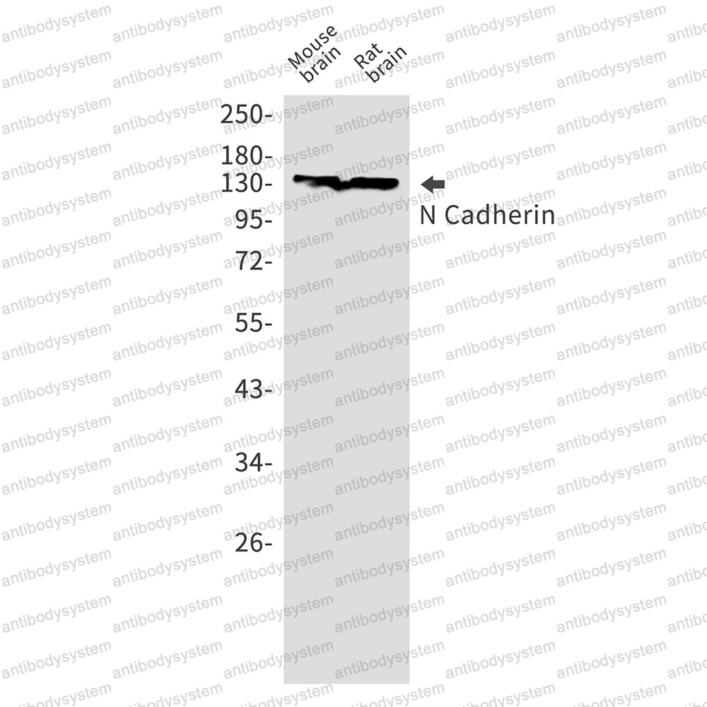 Anti-CD325/CDH2 Antibody (R1R06)