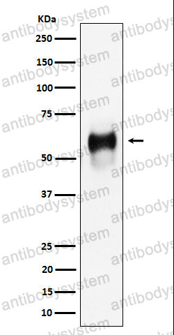 Anti-CD58/LFA3 Antibody (R1R09)