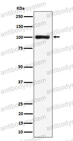 Anti-NCL Antibody (R1R13)
