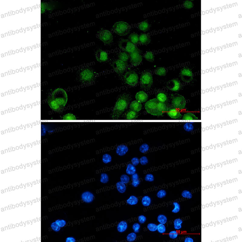 Anti-RXRA Antibody (R1R32)