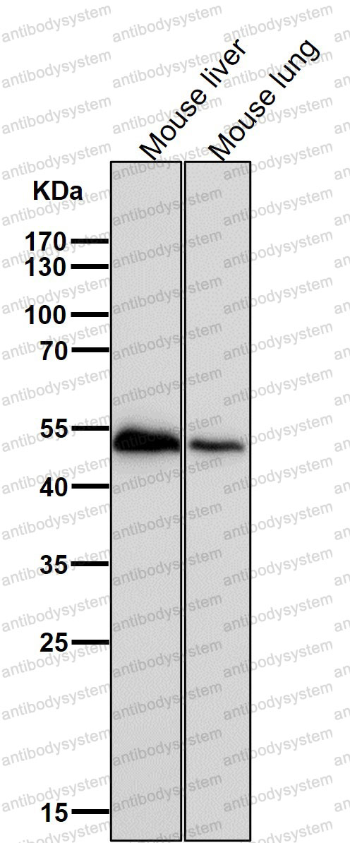 Anti-RXRA Antibody (R1R31)