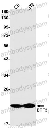 Western blot for Anti-BTF3 Antibody (R1R52) ?>
