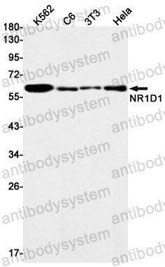 Western blot for Anti-NR1D1 Antibody (R1R58) ?>