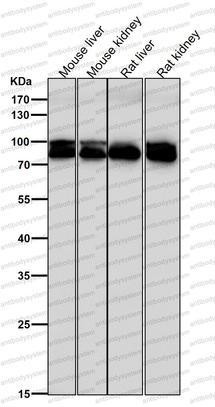Anti-ACO1 Antibody (R1A35)