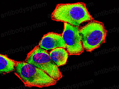 Immunofluorescence for Anti-KITLG/SCF Antibody (R3F87) ?>