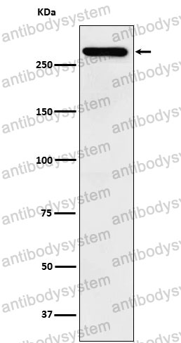 Anti-TAF1 Antibody (R1R80)