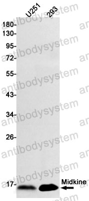 Anti-MDK/Midkine Antibody (R1R83)