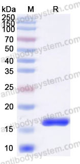 Anti-Human CD332/FGFR2(IIIb) Nanobody (SAA2047)
