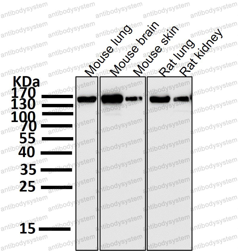 Anti-CD332/FGFR2 Antibody (R1R87)