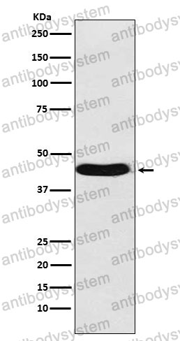 Anti-BMP6 Antibody (R1R93)