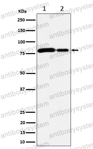 Anti-MMUT Antibody (R1R95)