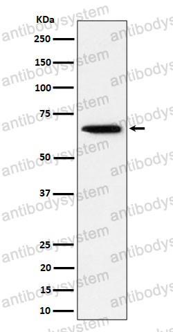 Anti-SCP2 Antibody (R1R99)