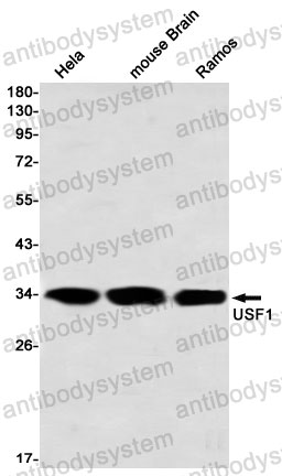 Anti-USF1 Antibody (R1S05)
