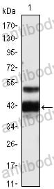 Western blot for Anti-PROZ Antibody (R3G23) ?>
