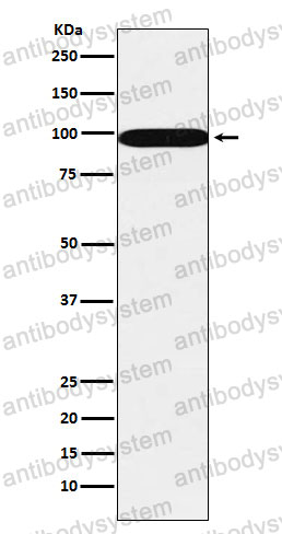Anti-SFPQ Antibody (R1S28)