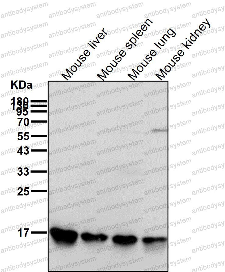 Anti-PPIB Antibody (R1B48)