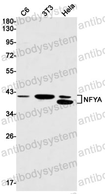 Anti-NFYA Antibody (R1S42)