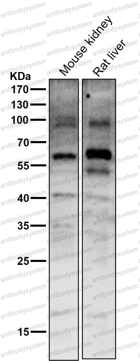 Anti-PAX7 Antibody (R1S48)