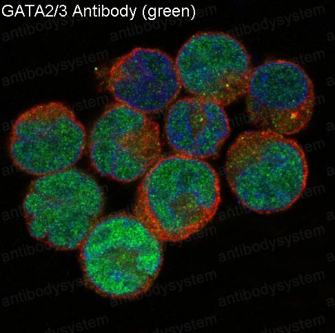 Anti-GATA2/3 Antibody (R1C23)