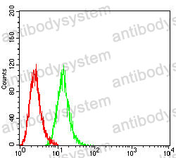 Anti-RRM1 Antibody (R3G51)