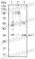 Western blot for Anti-CCND1 Antibody (R3G55) ?>