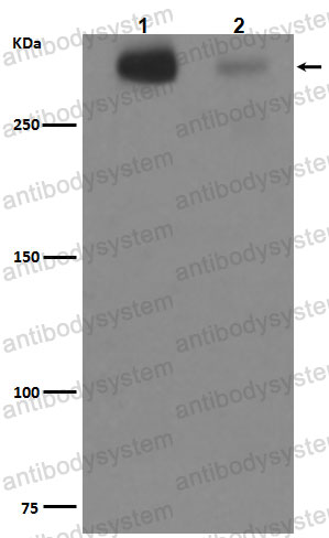 Anti-TNC/Tenascin Antibody (R1B34)