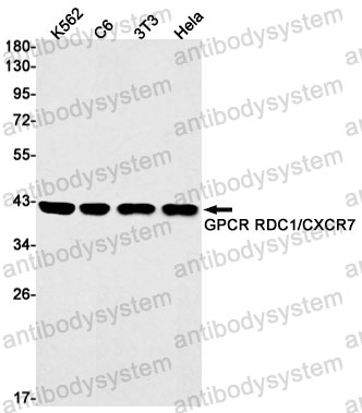 Anti-CXCR7/ACKR3 Antibody (R1S77)