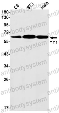 Anti-YY1 Antibody (R1S84)