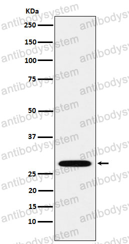 Anti-PSMA3 Antibody (R1S89)