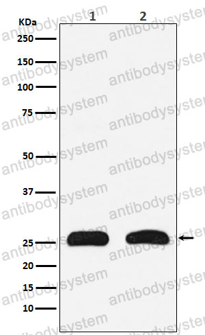 Anti-HMGB2 Antibody (R1T09)