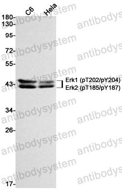 Anti-Phospho-ERK1/2 (Thr202/Tyr204)/(Thr185/Tyr187) Antibody (R1T29)