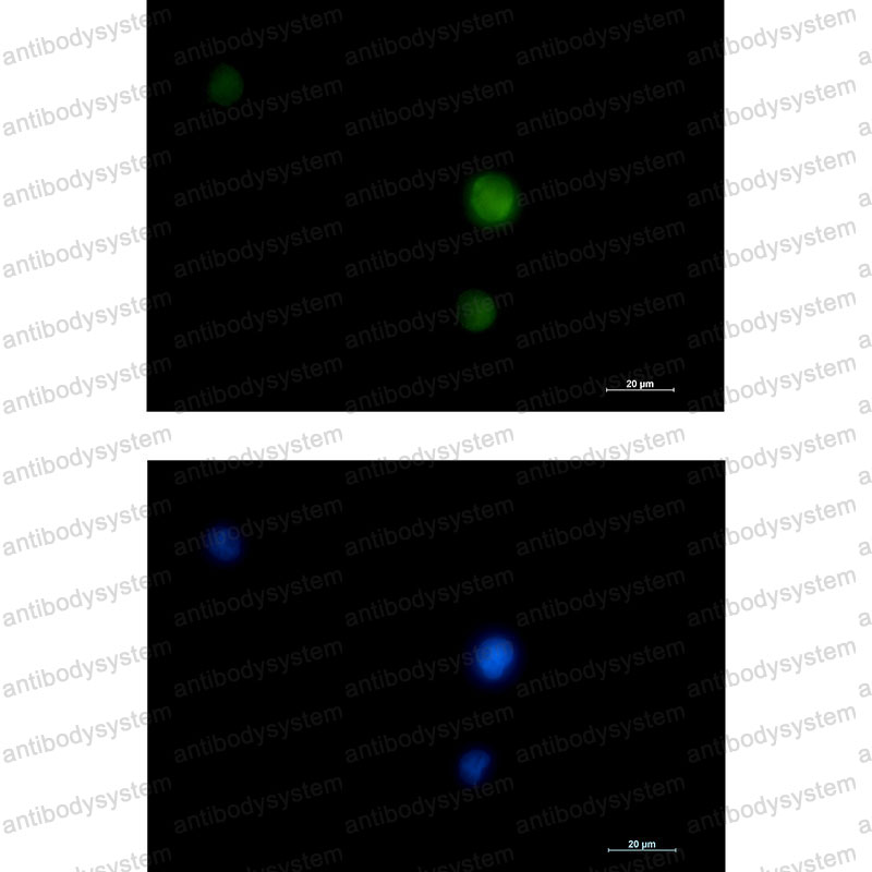 Anti-ERK1/2 Antibody (R1T30)