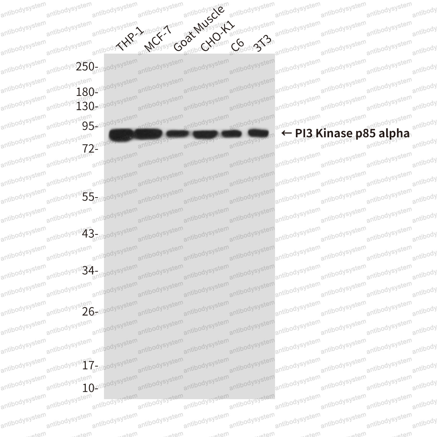 Western blot for Anti-PIK3R1/PI3-kinase p85-alpha Antibody (R3H48) ?>