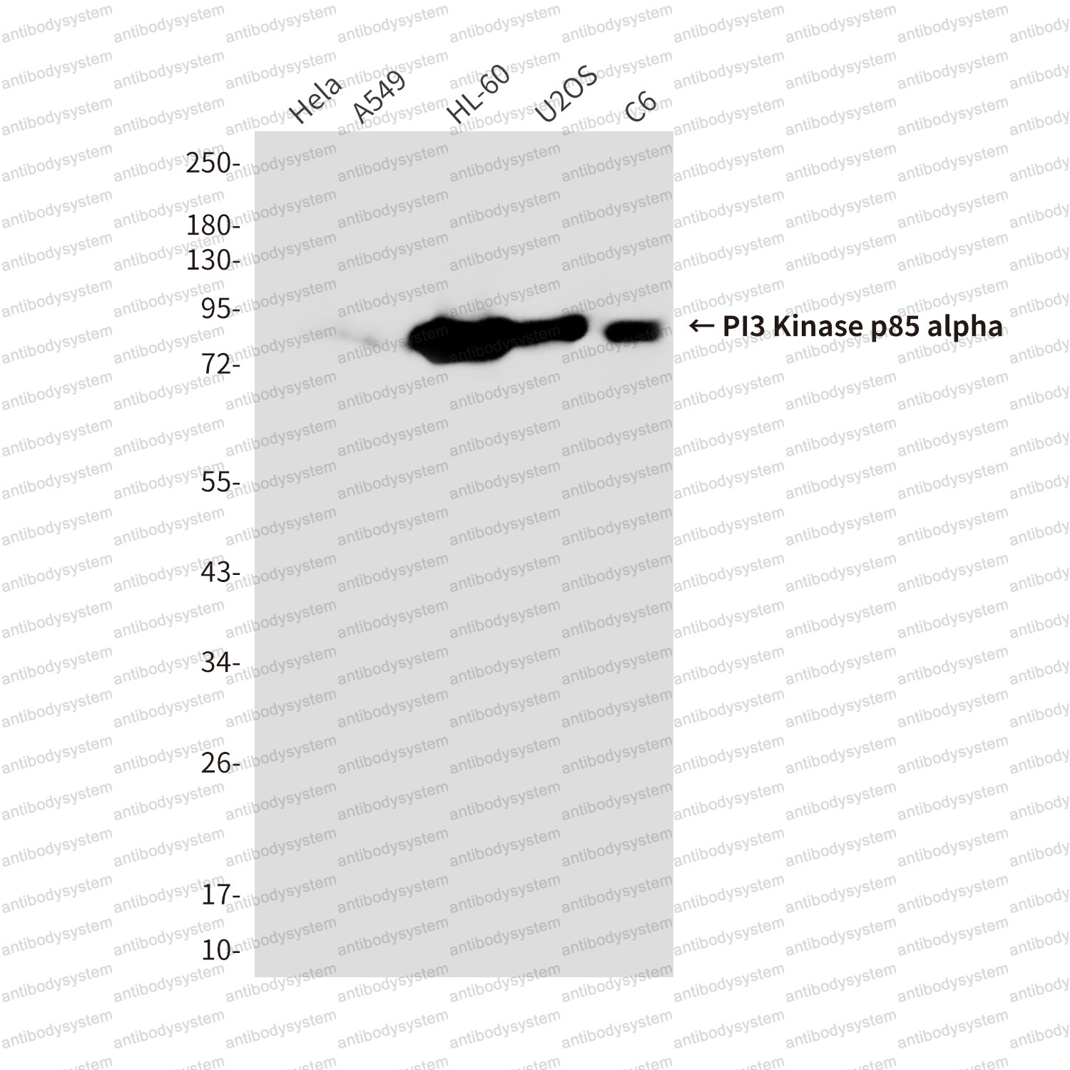 Western blot for Anti-PIK3R1/PI3-kinase p85-alpha Antibody (R3H48) ?>