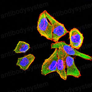 Immunofluorescence for Anti-CD34 Antibody (R3H58) ?>