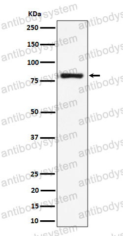 Anti-LTK Antibody (R1T70)
