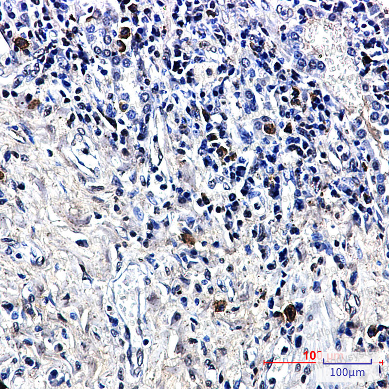 Anti-LTK Antibody (R1T71)