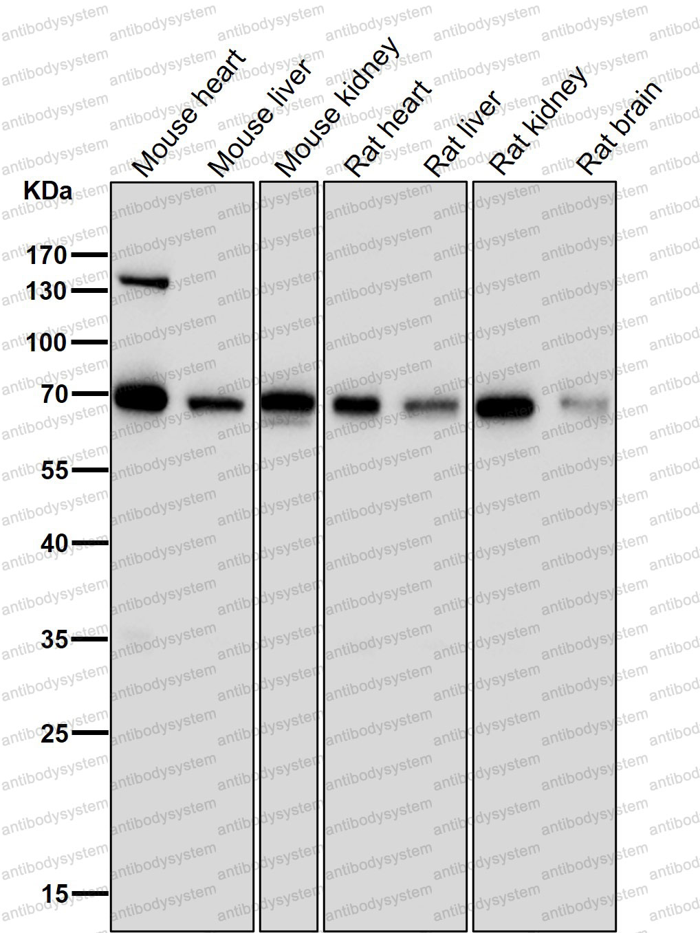Anti-PML Antibody (R1T77)