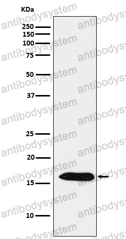 Anti-PRDX5 Antibody (R1T86)