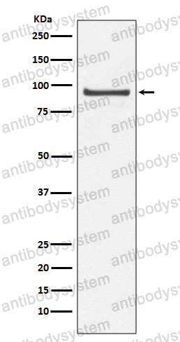 Anti-Cdc27/APC3 Antibody (R1T93)