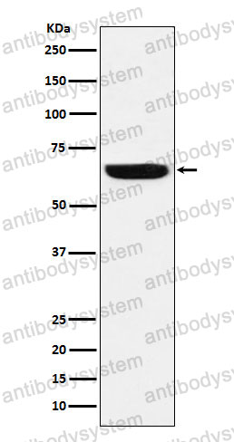 Anti-GBP1 Antibody (R1U54)