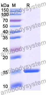 Anti-Human EPHX2 Nanobody (SAA1372)