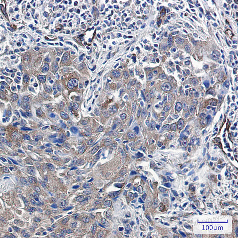 Anti-RDX Antibody (R1U93)