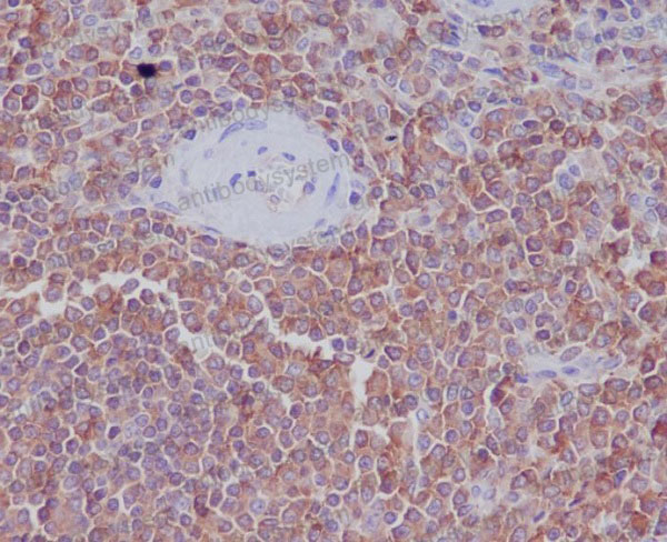 Anti-RDX Antibody (R1U92)