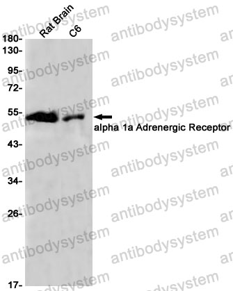Anti-ADRA1A Antibody (R1U97)